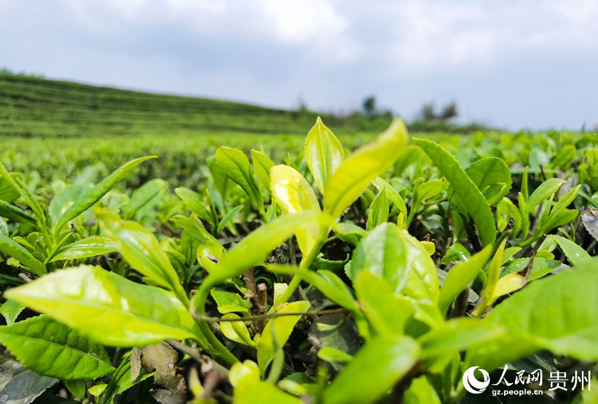 色泽鲜艳的春茶。人民网 王秀芳摄