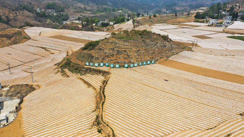 4月11日，贵州省大方县理化乡新发村烤烟种基地航拍。李灵摄 