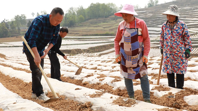 4月11日，农技人员在贵州省大方县理化乡法乐村烤烟种植基地为烟农作技术指导。周训贵摄