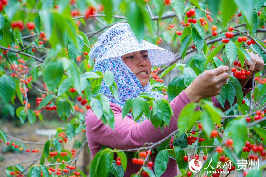 村民正在果园采摘成熟的樱桃。人民网 阳茜摄
