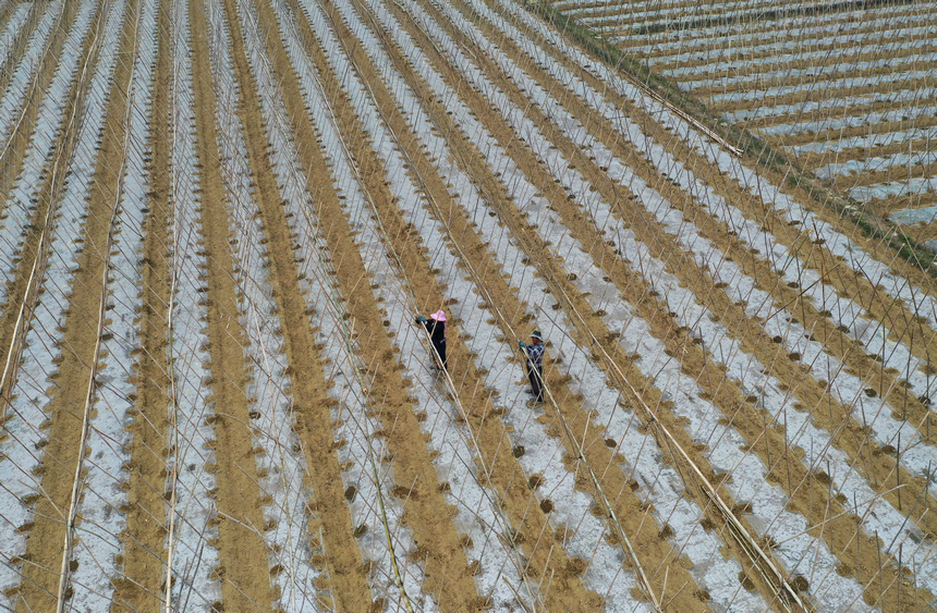 村民在冬瓜种植地搭建瓜架（无人机照片）。