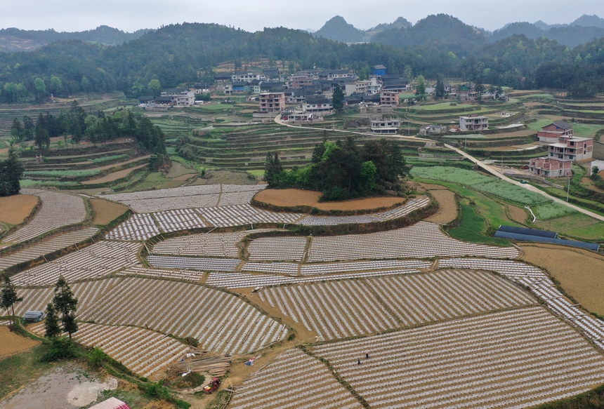 村民在冬瓜種植地搭建瓜架（無人機照片）。