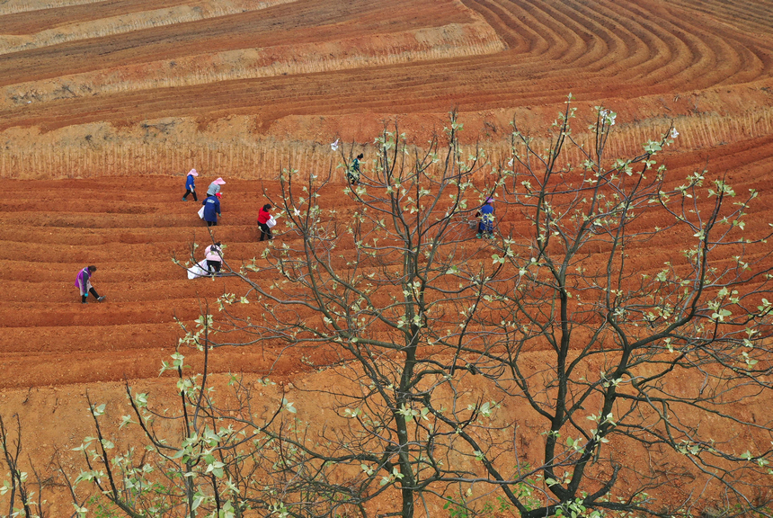 村民在田间播种大豆（无人机照片）。 