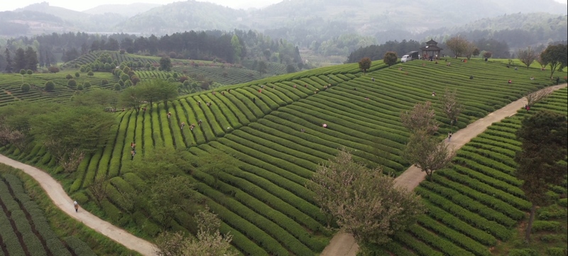山间茶色。