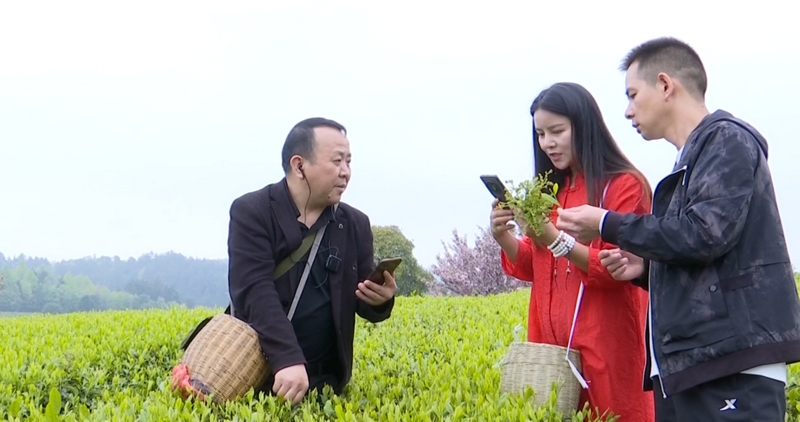 网红带你看山间茶色。
