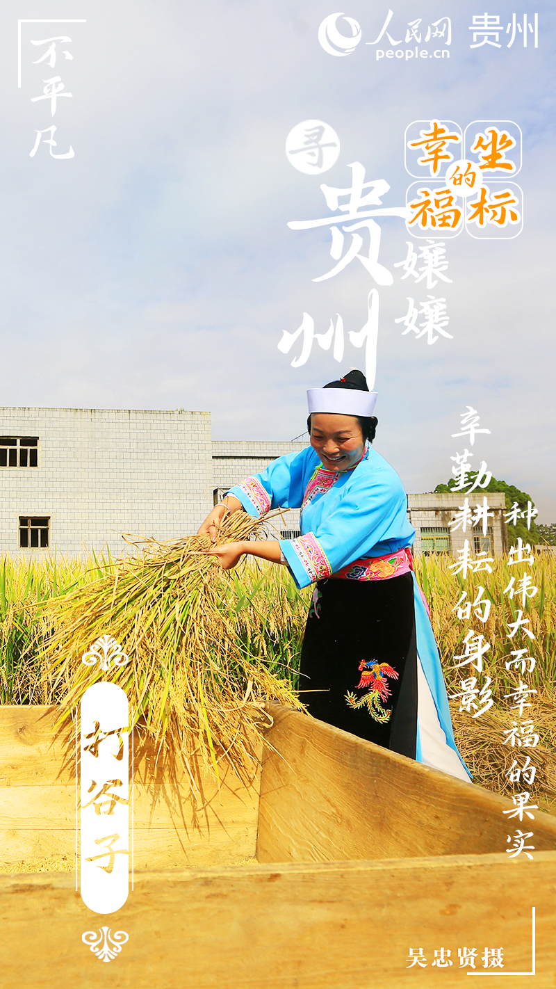 田間稻谷黃，地頭豐收忙。