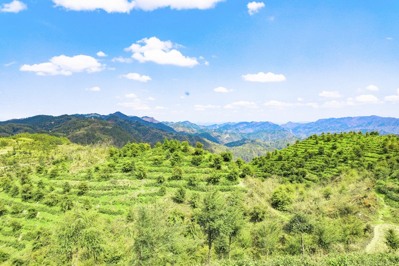 南康村茶园基地。