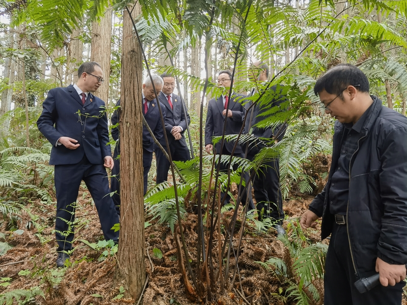 查看野生植物金毛狗蕨长势情况。