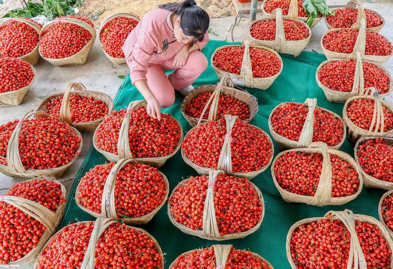 2023年4月13日，果农在罗甸县木引镇云保村樱桃种植基地采摘樱桃。
