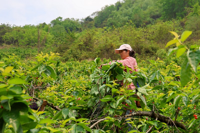 2023年4月13日，果农在罗甸县木引镇云保村樱桃种植基地采摘樱桃。