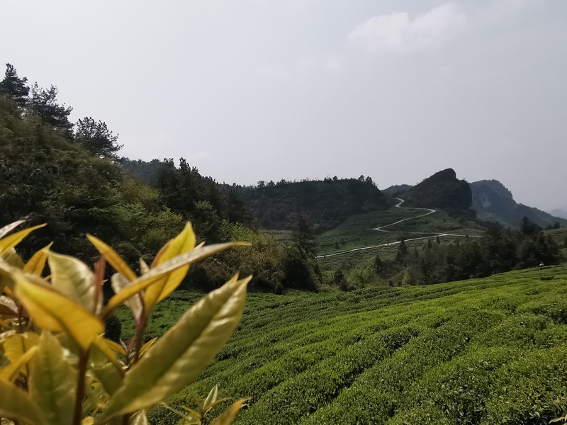 四野屯茶山。思南县融媒体中心供图