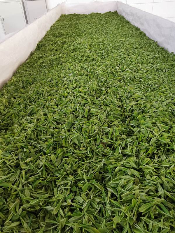 正在加工的绿茶。思南县融媒体中心供图