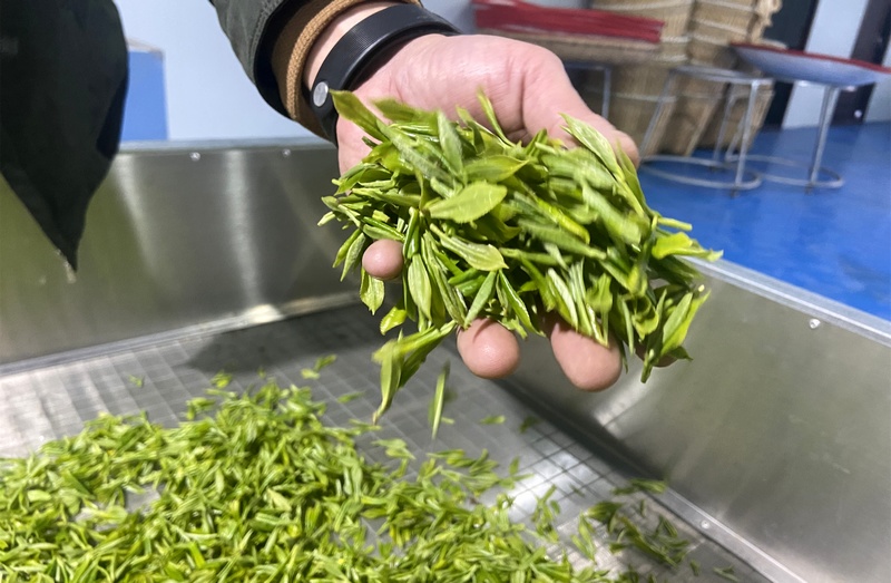 4月13日，工作人员查看贵州省大方县果瓦乡茶叶基地新采的茶叶。（王红兰 摄）.jpg