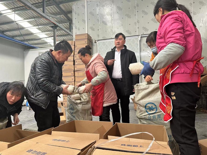 4月13日，大方县三合森源中药材种植专业合作社工人将菌包装箱。（何志刚 摄）.jpg