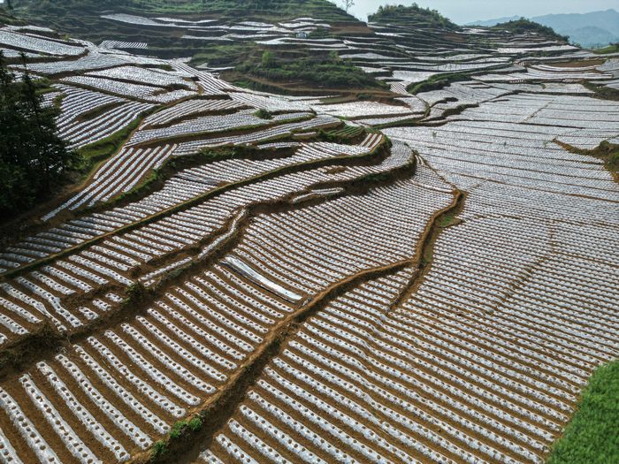 织金县以那镇千亩烤烟基地的地膜蜿蜒游走于层层叠叠的坡耕地里。