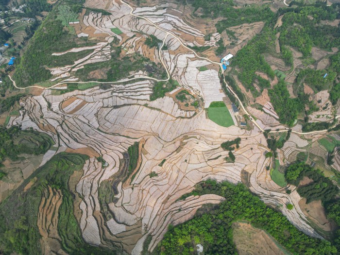 织金县以那镇千亩烤烟基地的地膜在山间蜿蜒游走。