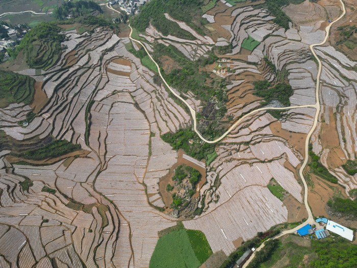 织金县以那镇千亩烤烟基地蔚为壮观的地膜在山间蜿蜒游走。