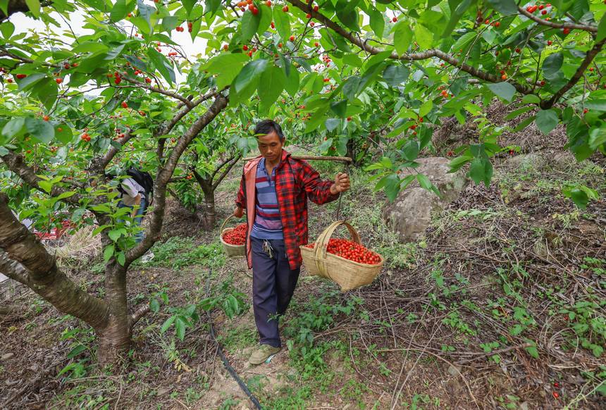 2023年4月13日，果农在罗甸县木引镇云保村樱桃种植基地搬运樱桃。