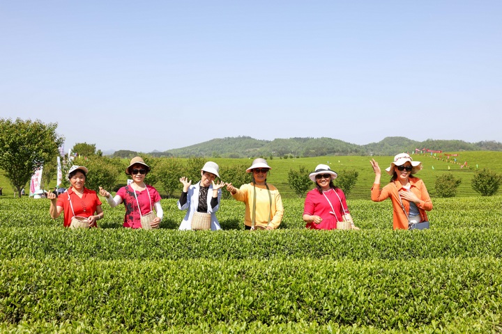 游客在遵义市湄潭县永兴镇万亩茶海景区体验采茶。