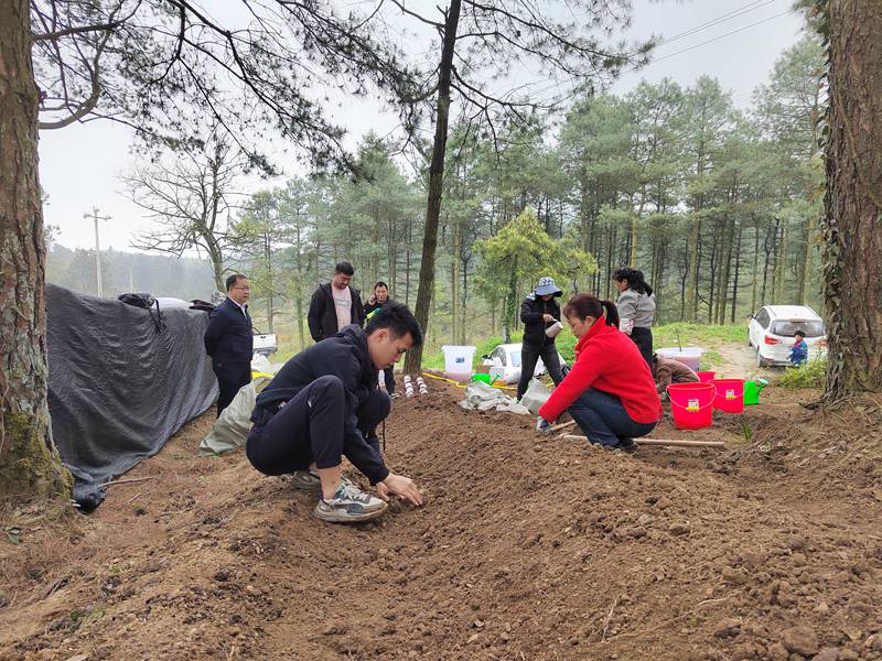 图为：务工人员正在填埋菌棒 (2)