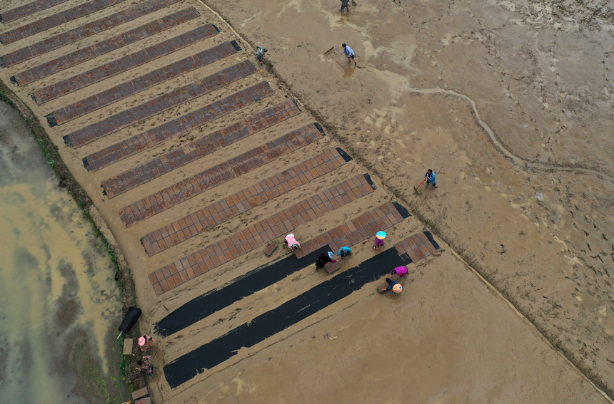村民在水田里进行水稻钵苗育秧（无人机照片）。