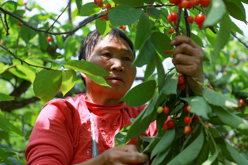 4月18日，村民在贵州省大方县猫场镇樱桃种植基地采摘樱桃。周训贵 摄 (1)