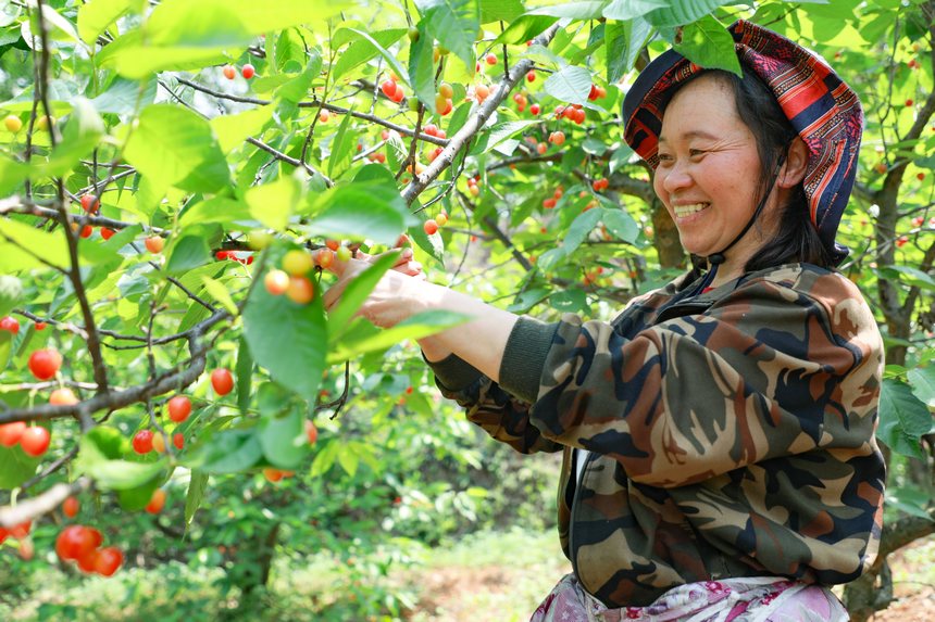村民在大方县猫场镇樱桃种植基地采摘樱桃。周训贵摄