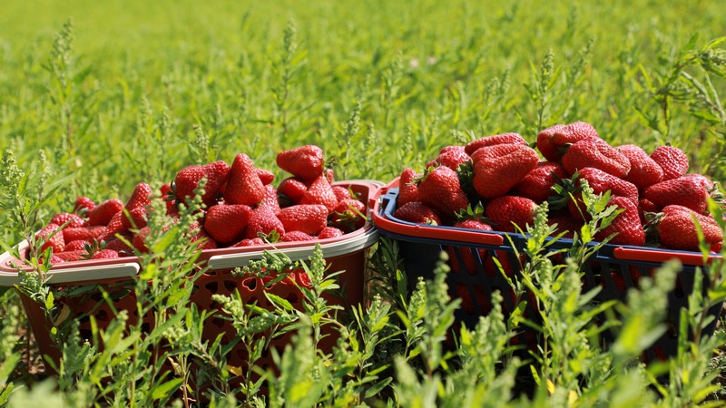 4月17日，贵州省大方县石桅村草莓基地刚采摘的新鲜草莓。周训贵摄