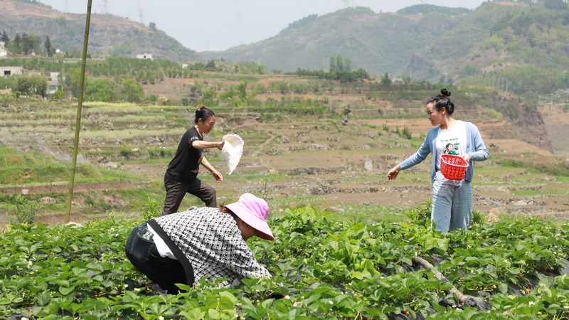 4月17日，游客在贵州省大方县石桅村草莓基地采摘草莓。周训贵摄