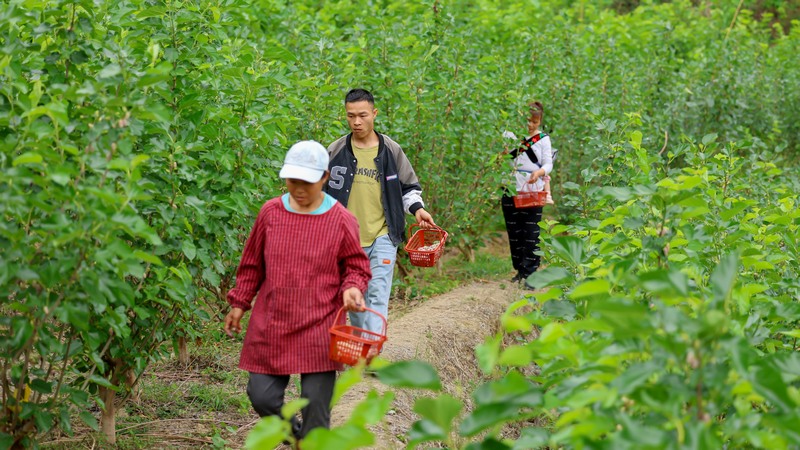 2023年4月17日，村民在罗甸县沫阳镇访里村的桑葚园里采摘桑葚。