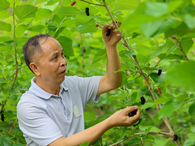 2023年4月17日，技术人员在罗甸县沫阳镇访里村的桑葚园观察桑葚情况。