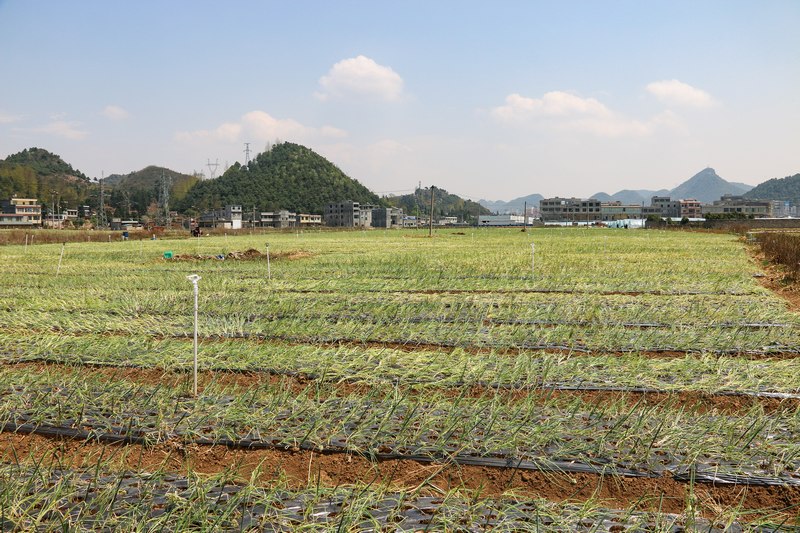 在威宁县金钟镇香葱种植基地，刚种下的葱。