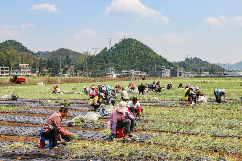 在威宁县金钟镇香葱种植基地，务工群众正在种植香葱。