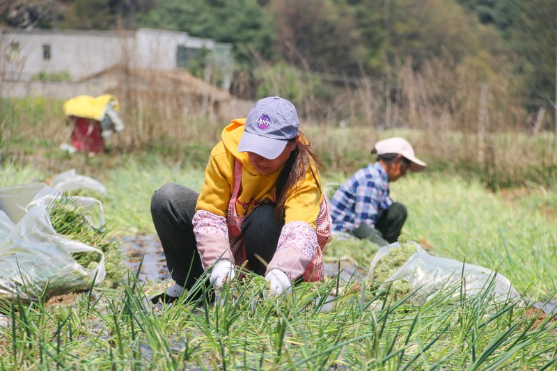 在威宁县金钟镇香葱种植基地，务工群众正在种植香葱。