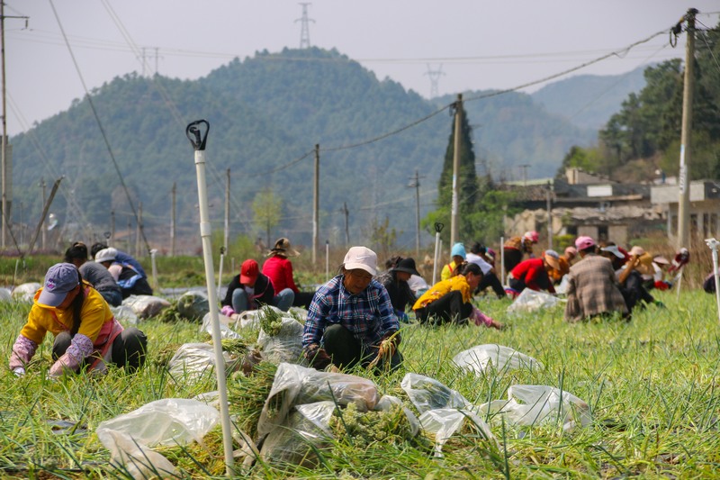 在威宁县金钟镇香葱种植基地，务工群众正在种植香葱。