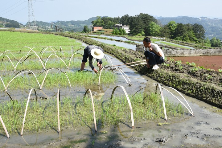 村民在田间地头忙碌着水稻苗床管理。