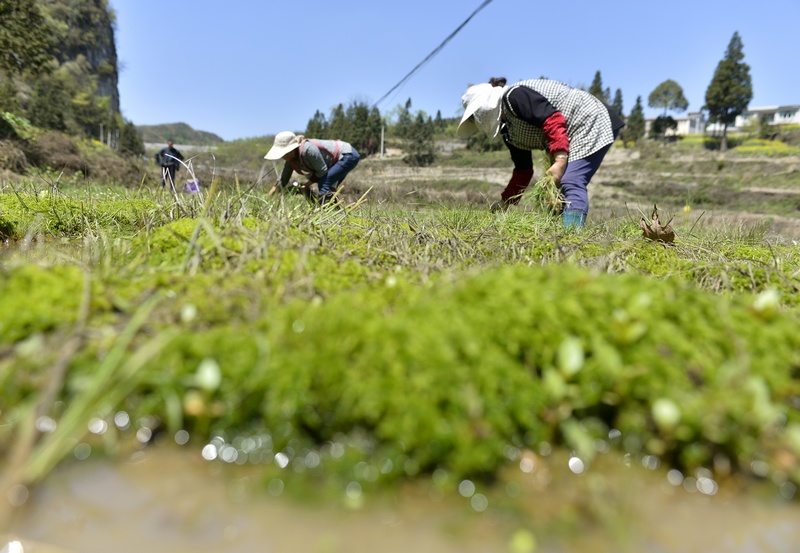 4月17日，工人在贵州省大方县长石镇长青村海花基地除草。何志刚摄