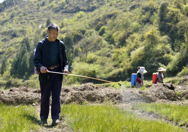 4月17日，工人在贵州省大方县长石镇长青村海花基地打药。何志刚摄