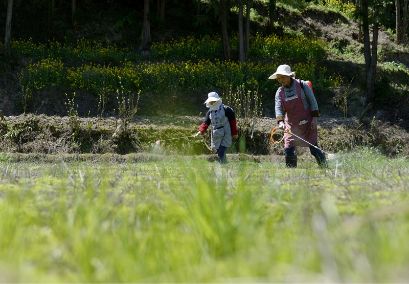 4月17日，工人在贵州省大方县长石镇长青村海花种植基地施肥。何志刚摄