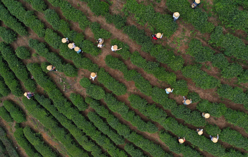 游客在茶园体验茶叶采摘（无人机照片）。
