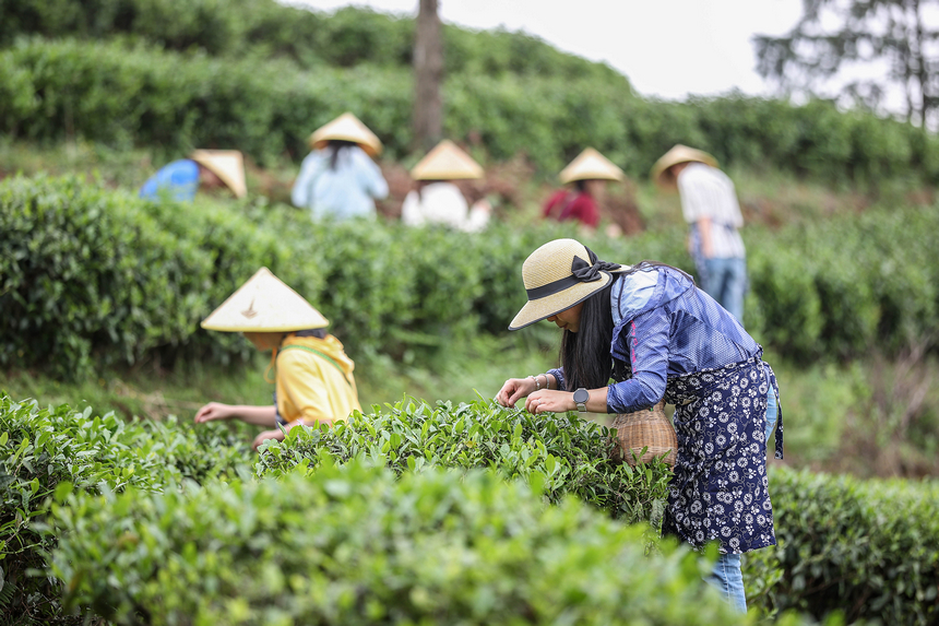 游客在茶园体验茶叶采摘。