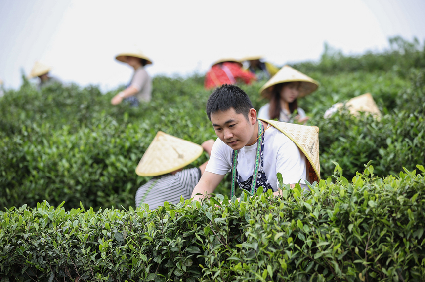 游客在茶园体验茶叶采摘。