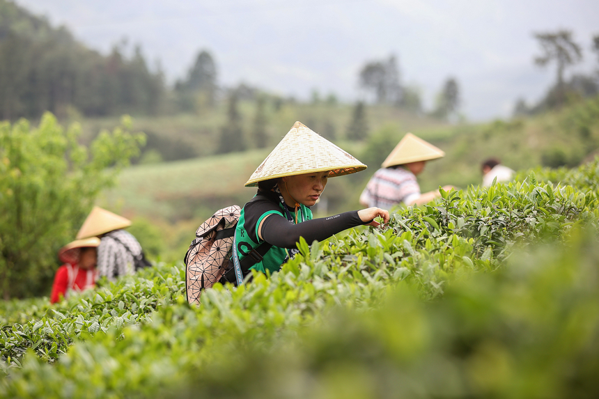 游客在茶园体验茶叶采摘。 