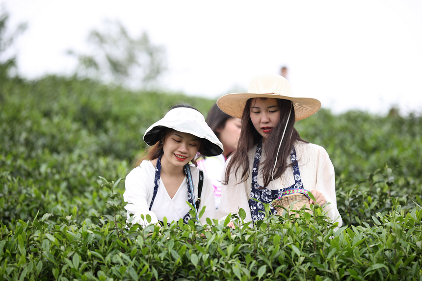 游客在茶园体验茶叶采摘。