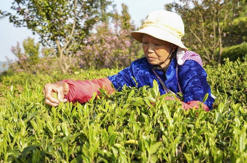 農民在採茶青.jpg