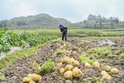 百花湖鎮土豆豐收啦走進下麥城村，村民在田間辛勤勞作，揭開鋪在土壤上的薄膜，大家鏟除野草，用鋤頭沿著土壟進行挖掘，一個個大小不一的土豆翻滾出來，圓潤飽滿的形態讓人喜不自勝。翻完一壟，村民謝福琴麻利地將土豆進行分揀、裝桶。
