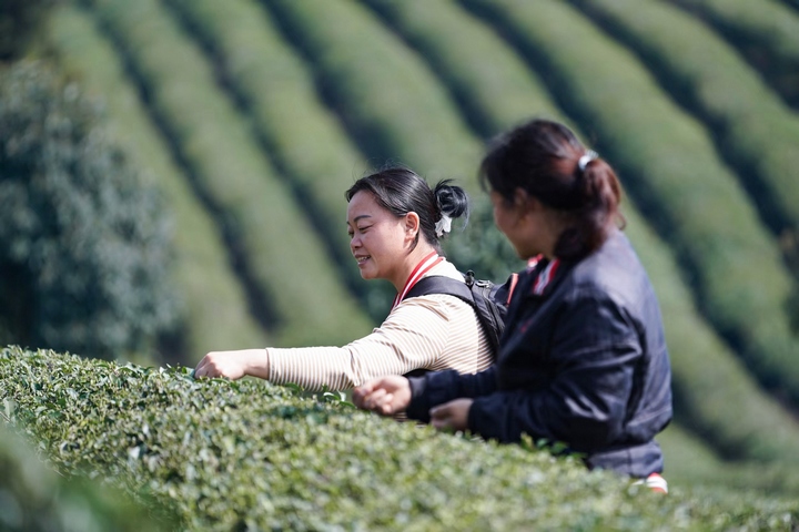 当地村民正在采摘茶青。金沙县融媒体中心供图