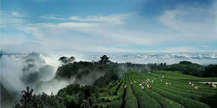 开阳县茶场。图片由工行贵阳开阳支行提供