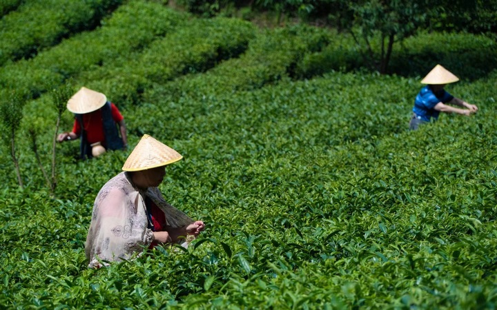 茶农耕作现场。图片由工行贵阳开阳支行提供