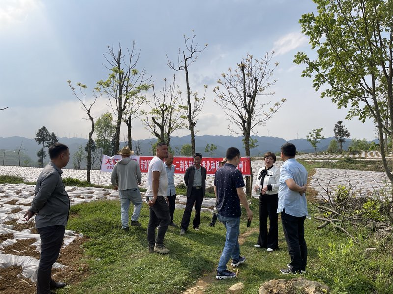 4月21日，四川天味食品集团股份有限公司相关负责人在贵州举利现代农业专业合作社辣椒种植基地调研。周训贵摄 (2).jpg.jpg